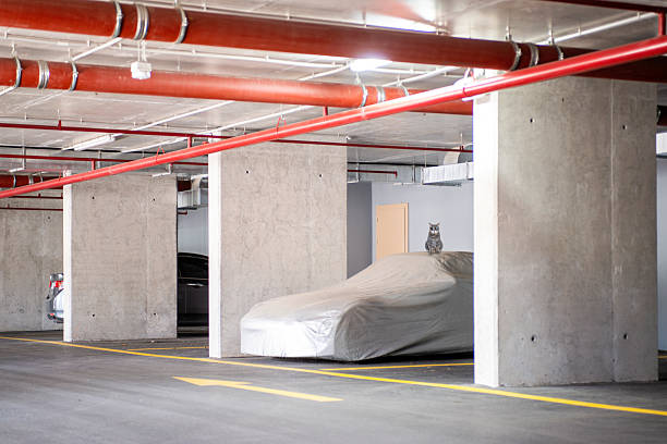 istock Curious Kitten Sitting on a Covered Car in Underground Parking Garage 2210590441