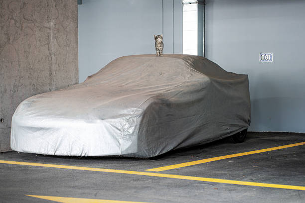 istock Curious Kitten Sitting on a Covered Car in Underground Parking Garage 2210590455