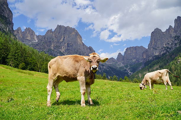 istock Grazing Cows in Alpine Meadow Against Mountain Scenery 2210591452