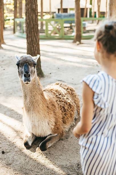 istock Young girl faces a seated llama in a forest park 2210591819