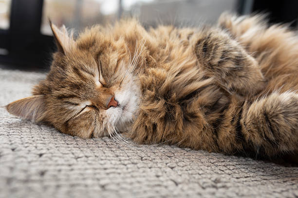 Confortable place to Sleep