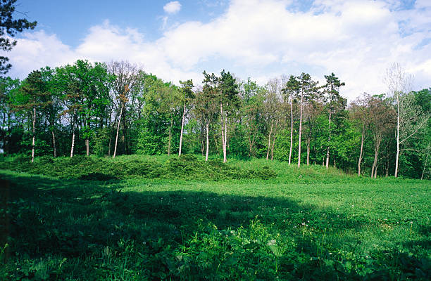 Pine trees on green meadow in botanical park. Natural background.