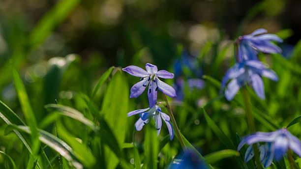 istock Scilla flower on a blurred background in a clearing in the forest. 2210594161