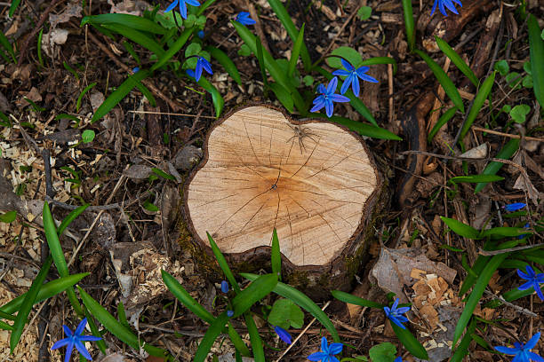 Spider on a stump of a cut tree on flowering prolisks. Natural background.