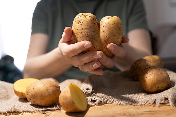 istock Hands Gently Holding Freshly Harvested Potatoes on a Rustic Wooden Table Surface 2210594471