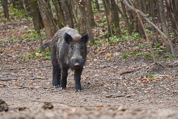 istock Wild boar walking in forest clearing 2210594637