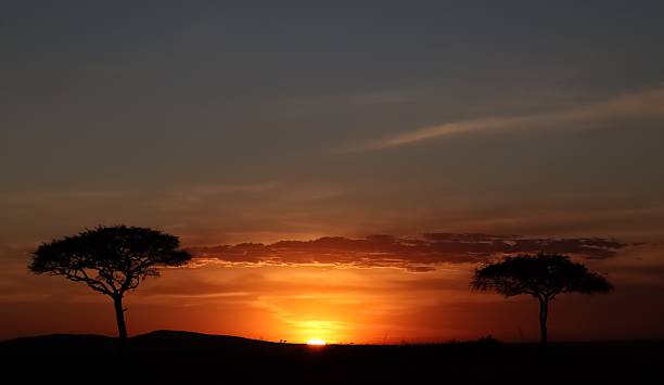 istock African sunset illuminating acacia trees in the savannah 2210596155