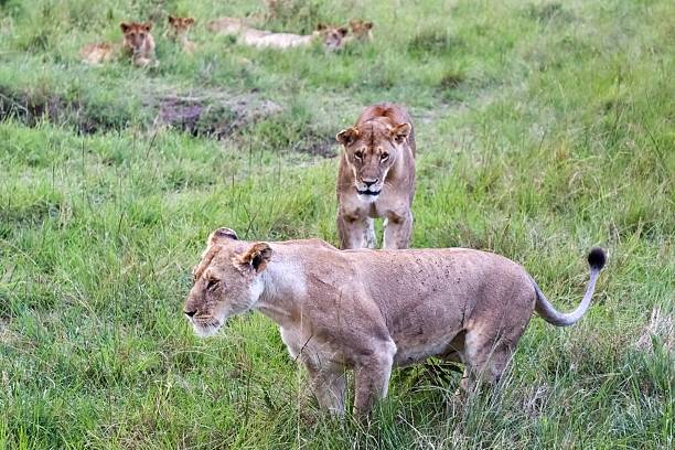 Two lionesses walking gracefully through the African savannah, while their playful cubs rest nearby in the lush grassland
