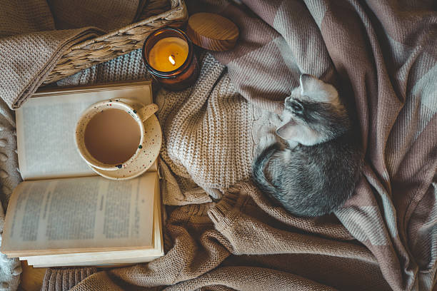 istock Flat lay with a cozy setup featuring a small kitten resting on soft knit blankets, an open book, a cup of cocoa or coffee, and a lit candle â warm, peaceful, and homey atmosphere 2210600194