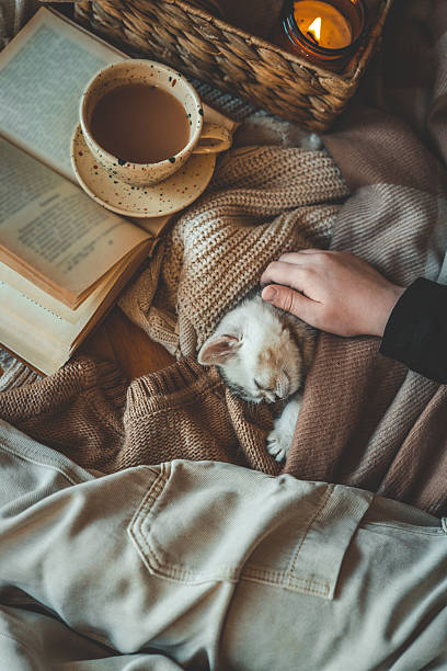 istock Peaceful moment with a sleeping kitten wrapped in warm knits, hand gently petting, next to a cup of coffee, open book, and a lit candle in a cozy home setting 2210600233