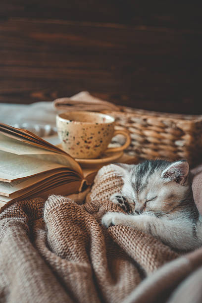 istock Sleeping kitten wrapped in soft brown knits next to an open book and ceramic cup, creating a warm and cozy autumn or winter reading scene 2210600238
