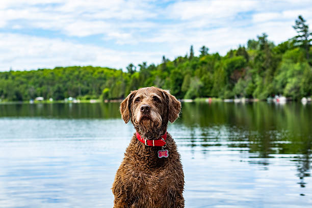 A female yoga instructor practices a yoga pose in the lake water, while her dog is walking around.