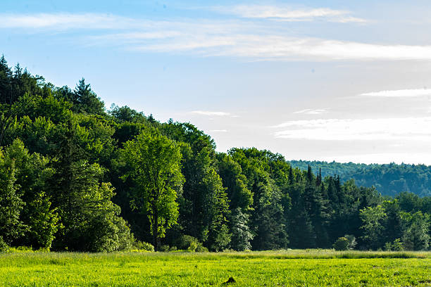 istock Scenic View of Lush Green Meadow with Dense Forest Background 2210600601