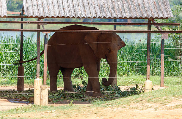 A small elephant is standing in a pen with a metal fence. The fence is covered in grass and the elephant is eating grass