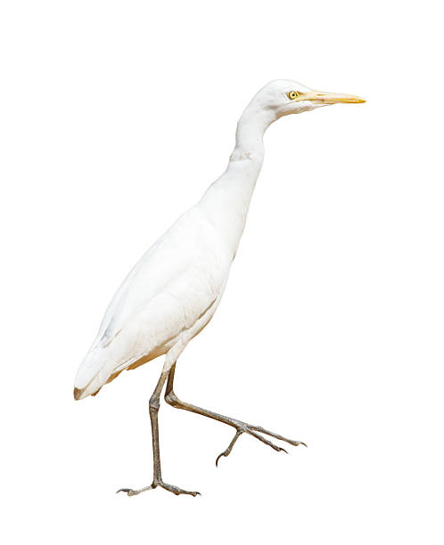istock A white bird with a yellow beak is walking on a white background 2210602211