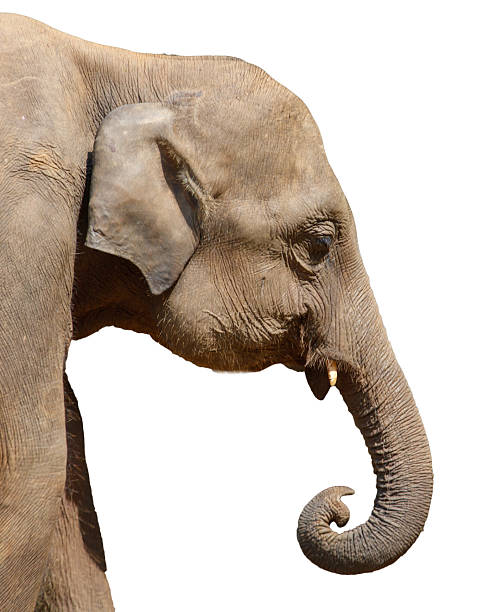istock A large elephant with a long trunk is looking at the camera 2210602318