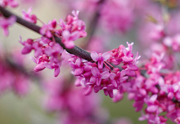 Pink flowers on a tree branch. The branch is green. The flowers are blooming
