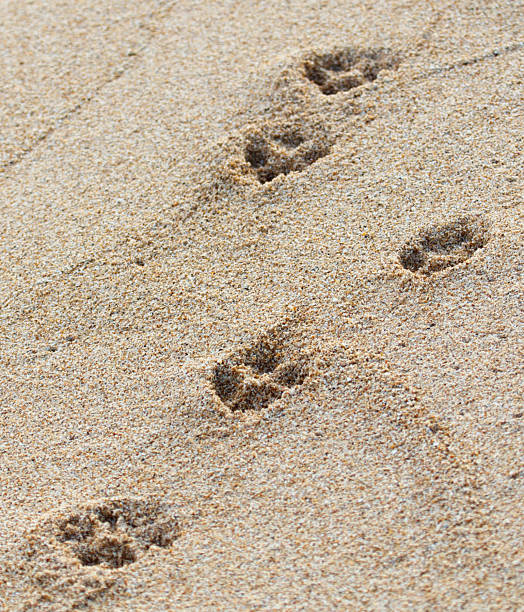 istock A set of paw prints in the sand 2210603000