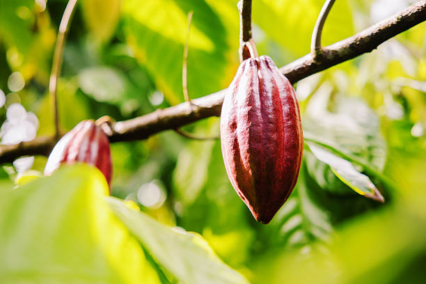 Theobroma cacao grows on Kauai on a small farm, waiting to harvest the seeds to make cacao, and ultimately chocolate.