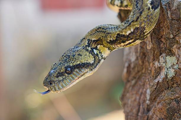 Close-up of a madagascar tree boa (sanzinia madagascariensis) flicking its tongue while climbing a tree
