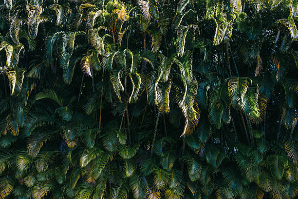 Rich green foliages of palms on Kauai, Hawaii.   A beautiful nature background of the Hawaiian Pacific Islands.