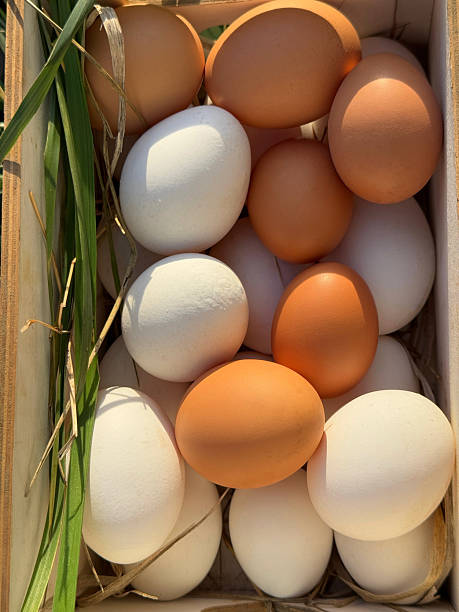 Farm fresh eggs white and brown.