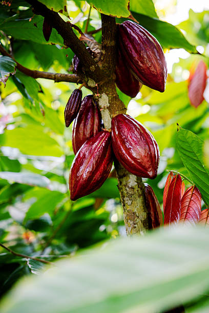 Fresh Cacao Fruit Growing in Hawaii