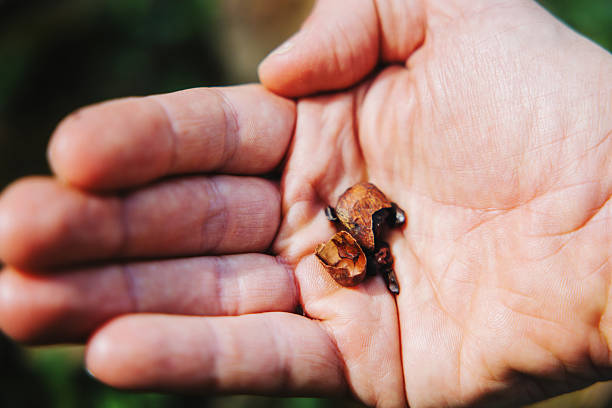 A person holds a freshly shelled and roasted cacao nib, ready to be processed for chocolate.