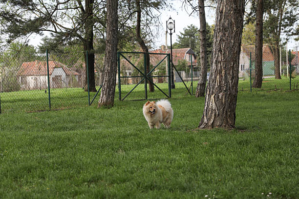 Portrait of a fluffy cream-colored Chow Chow dog standing on a grassy field. The dog has a thick coat, small erect ears, and a calm expression. Photographed outdoors in natural light with a shallow depth of field.