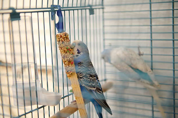 istock Budgerigars Feeding on Millet Stick Inside a Metal Cage 2210605998