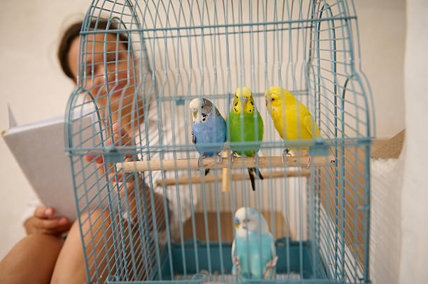 istock Bright Parakeets Perched in a Blue Cage With a Reader in the Background 2210606000