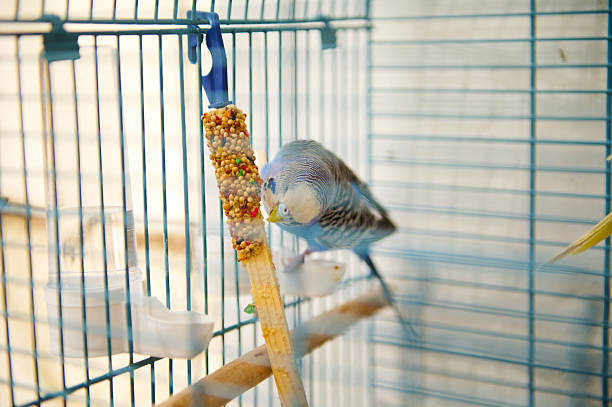 A vibrant parakeet is enjoying a seed stick inside a metallic and spacious birdcage on a sunny day.