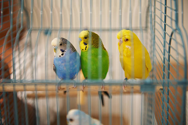 istock Colorful Pet Budgies Perched Inside a Blue Wire Bird Cage 2210606008