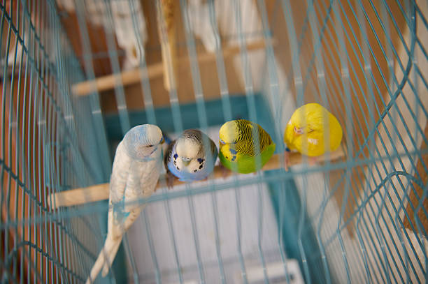 Colorful Parakeets on Perch Inside Cage with Vibrant Blue and Yellow Feathers