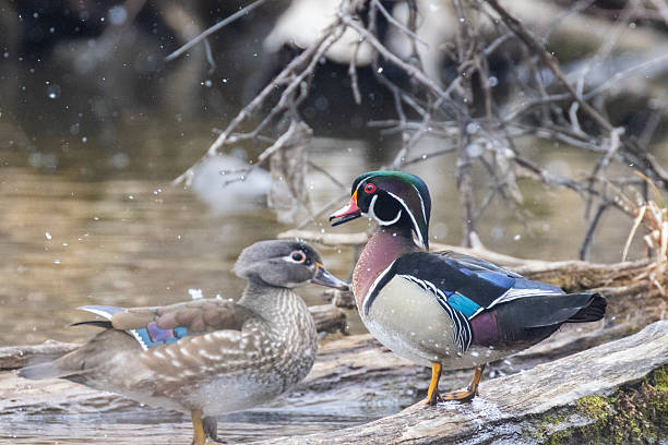 istock wood duck or Carolina duck (Aix sponsa) 2210608964