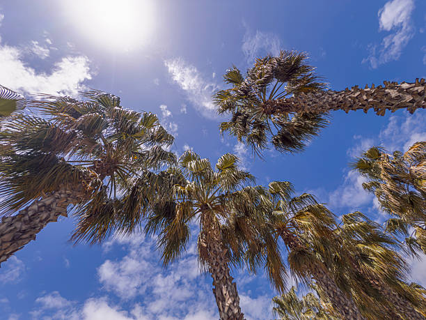 Tall coconut palm trees over sunny blue sky