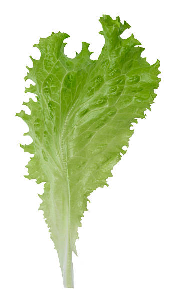 istock Green lettuce leaf with ruffled edges, isolated background, close up 2210613299