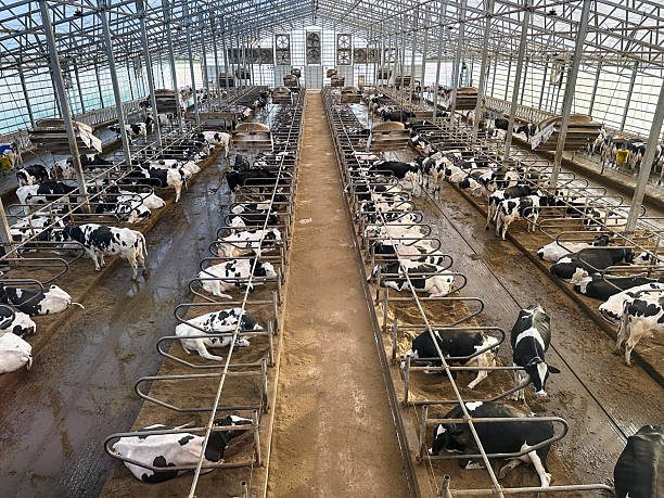 High angle view of an indoor dairy farm with cows