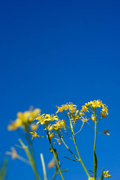 Yellow wildflowers in the foreground against a clear, deep blue sky. The flowers are in focus, while the background is blurred, creating a vibrant and sunny atmosphere