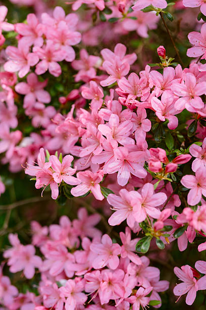 istock pink azalea flower in full bloom 2210614613