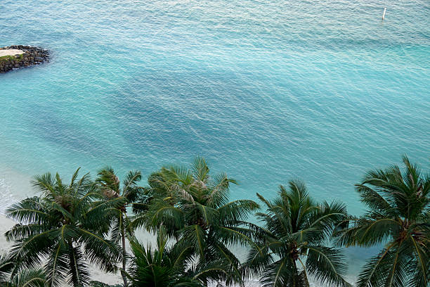 Summer Tropical Background