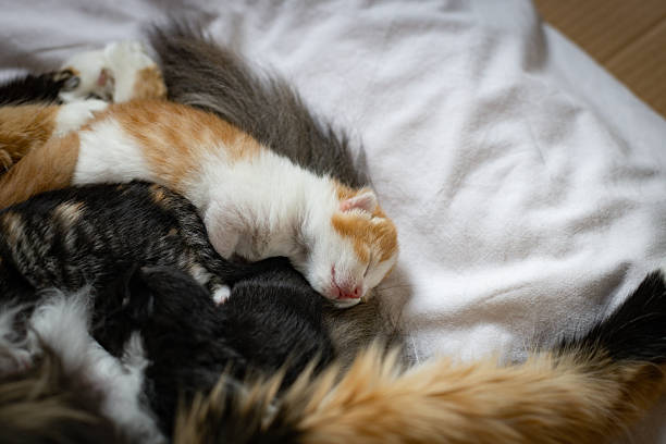 istock Sweetly sleeping kittens next to their mother cat. 2210616391