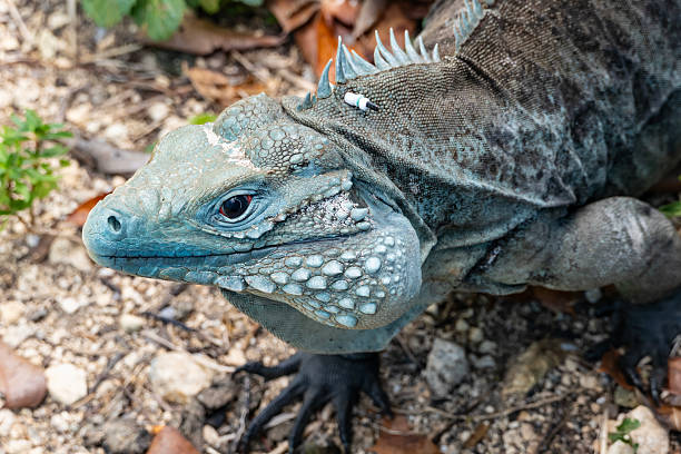 istock Big Blue Iguana Looking at the Camera 2210618540