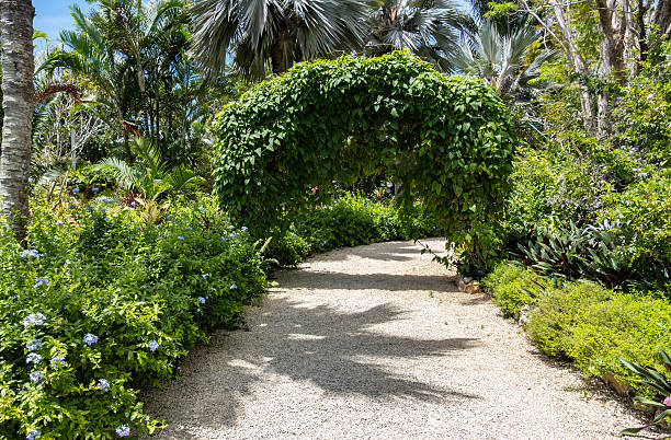 A Path Through Queen Elizabeth II Botanic Park on Grand Cayman Island