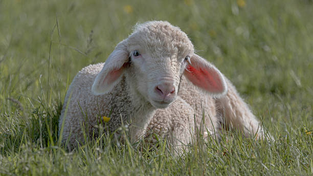 istock Portrait Of A Lamb Lying On A Meadow 16x9 2210619176