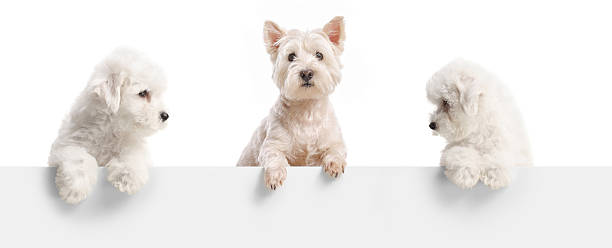 istock Two bichon frise puppies and a westie terrier dog standing behind a white panel 2210619326