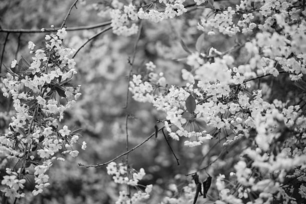 istock Cherry blossoms tree. Branch with blooming flowers. White flowering 2210620520
