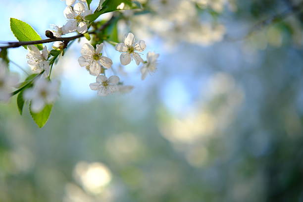 White flowers of a spring cherry blossom on a cherry tree close up, copy space. blossoming of white petals of a cherry flower. Nature ecology