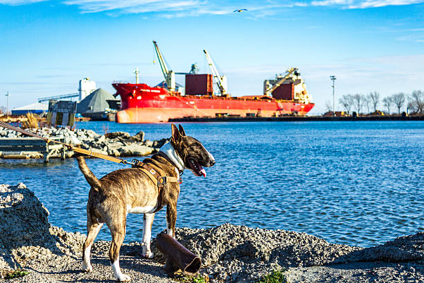 A Bull Terrier stands on a leash at Oshawa Harbour, gazing at the water with a red cargo ship in the background. A serene waterfront scene capturing companionship and maritime surroundings.