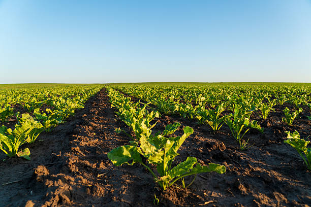 Rows of healthy sugar beet seedlings thrive in rich soil beneath a clear blue sky, showcasing agricultural cultivation practices.